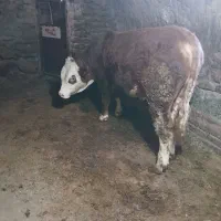 فروش گاو نر سیمینتال