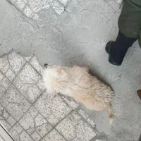 سگ پاکوتاه|سگ|اردبیل, |دیوار