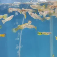 گوپی آنجل کالر زبرا لجن خوار|ماهی|قزوین, |دیوار