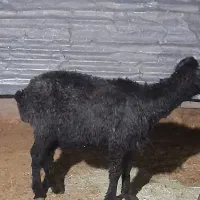 شیشک زه نکرده
