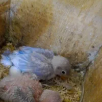 طوطی برزیلی از سر لاک تا بالغ|پرنده|رشت, انصاری|دیوار