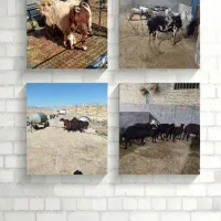 قوچ .میش .بزغاله|حیوانات مزرعه|الشتر, |دیوار