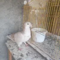عویدی هفت رنگ