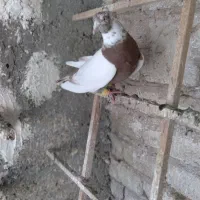 طوقه دار سرخ|پرنده|تاکستان, |دیوار