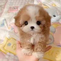 تدی|سگ|بندرعباس, |دیوار