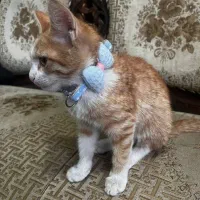 بچه گربه پیدا شده واگذار میشود