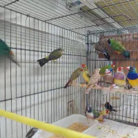 فنج گلدین|پرنده|شیراز, شهرک پرواز|دیوار