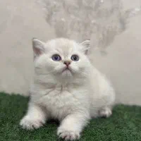 گربه بریتیش و اسکاتیش