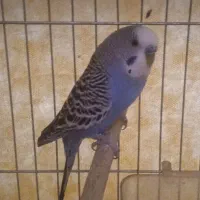 مرغ عشق نر و ماده تخم گذاری|پرنده|کازرون, |دیوار