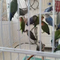 پرنده طوطی برزیلی