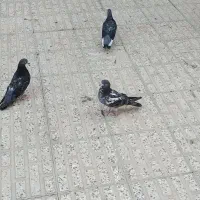 کبوتر