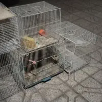 5تا قفس