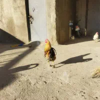 خروس جوان گوشتی|حیوانات مزرعه|سراب, |دیوار