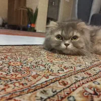 واگذاری گربه اسکاتیش لانگ هیر  ماده|گربه|پردیس, فاز ۳|دیوار