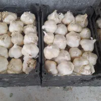 سیر درجه یک