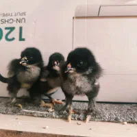 جوجه برهما فوق سنگین|حیوانات مزرعه|تهران, دروازه شمیران|دیوار