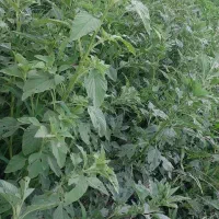 زمین۴۰۰متر(طرح هادی)طرح آینده خوب زمین