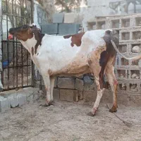 اطراف عسلویه