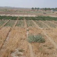 زمین-کشاورزی