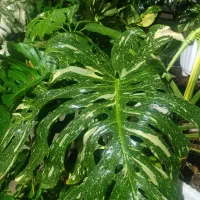 گل گیاه|گل و گیاه طبیعی|تهران, وردآورد|دیوار