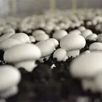 قارچ دکمه‌ای درجه یک