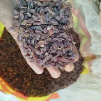 کشمش جریان|خوردنی و آشامیدنی|شهرکرد, |دیوار