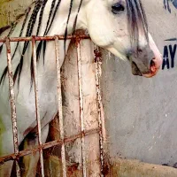 اسب عرب نریان