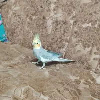 عروس هلندی نر|پرنده|بناب, |دیوار