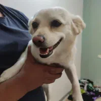 سگ ماده پامر