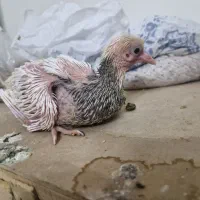 کبوتر طوقی|پرنده|فلاورجان, |دیوار