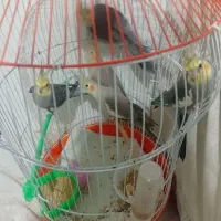 عروس هلندی سیامون واهویی