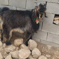 فروش دو عدد کهر تخمی اصلی رش گوش بلند|حیوانات مزرعه|ایذه, |دیوار