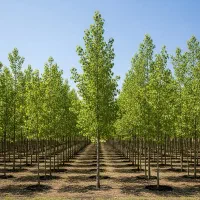 بهـاری سبز با صنــوبــر تخــفــیف‌دار شروع کن