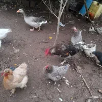 مرغ و خروس زینتی طوسی|حیوانات مزرعه|لاهیجان, بازکیاگوراب|دیوار