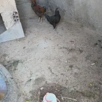 تخم نطفه دار لاری