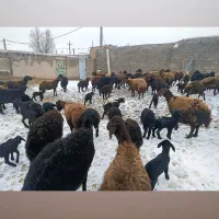 میش قزل افشاری قره قزل گوسفند بره ماده شیشک بره