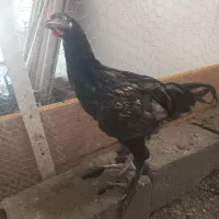سیاه خروس گلین