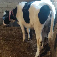 گوساله نر هولشتاین