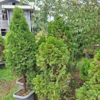 فروش  گلهای بیرونی با تخفیف ویژه|خدمات باغبانی و درختکاری|تنکابن, |دیوار