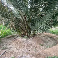 فروش پاجوش نخل مجول و برحی بصورت عمده