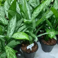 گل آپارتمانی گلدان کود خاک سم چهارپایه استند|گل و گیاه طبیعی|الوند, |دیوار