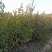 نهالستان تولید و فروش نهال های رویشی اصلاح شدعه