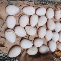 تخم بوقلمون برنز نطفه دار