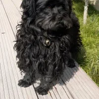 ۲عدد(سگ پاکوتاه)|سگ|کرج, کمالشهر|دیوار