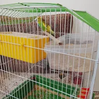 یک جفت مرغ عشق|پرنده|یزد, |دیوار