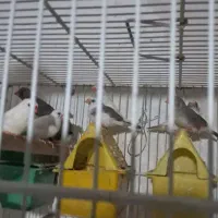 7جفت فنچ معاوضه با مرغ خروس