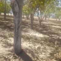 فروش چوب گردو|خدمات باغبانی و درختکاری|مبارکه, |دیوار