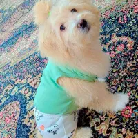 فروش سگ|سگ|کرمان, |دیوار