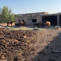 اسب