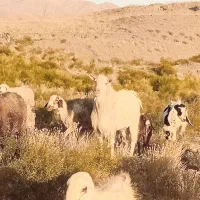 تکه سانن